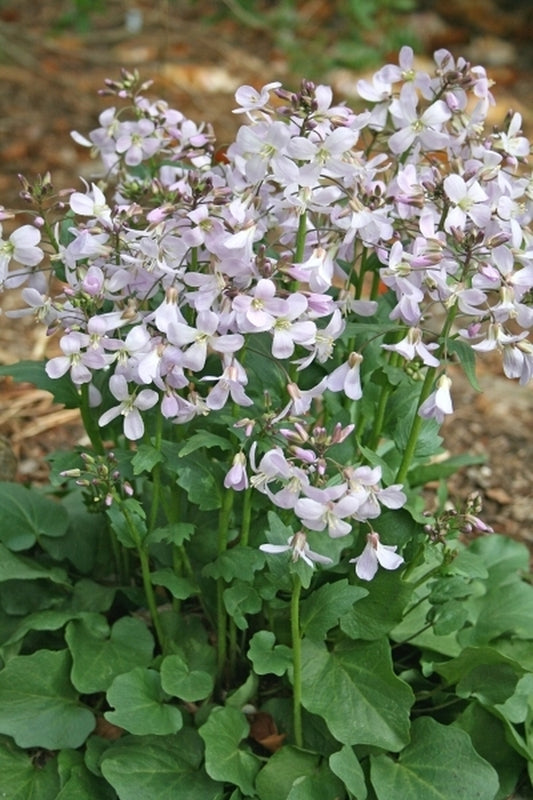 Image of Cardamine douglassii 'Southern Lady' taken at Juniper Level Botanic Gdn, NC by JLBG