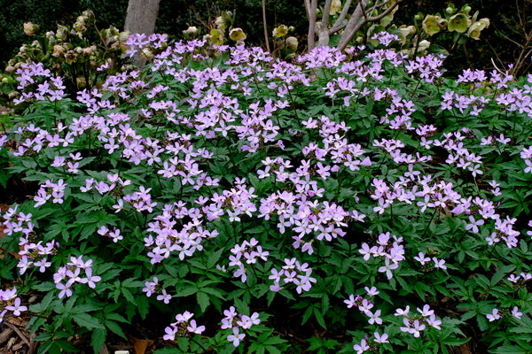 Image of Cardamine quinquefolia taken at Juniper Level Botanic Gdn, NC