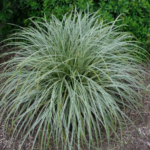 Image of Carex 'Feather Falls' PP 26,199 taken at Juniper Level Botanic Gdn, NC by JLBG