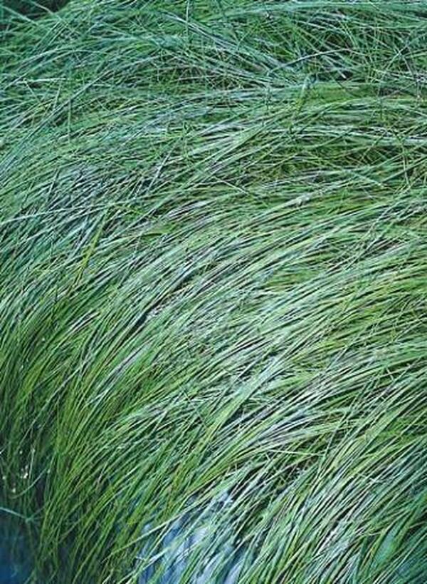 Image of Carex appalachica taken at Juniper Level Botanic Gdn, NC by JLBG