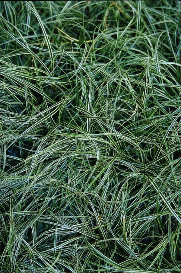 Image of Carex conica 'Hime' taken at Juniper Level Botanic Gdn, NC by JLBG
