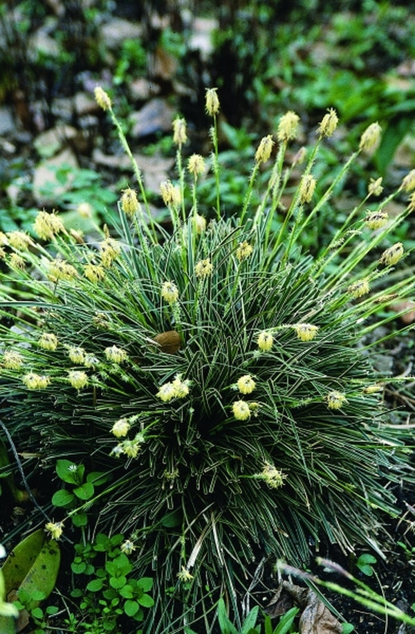 Image of Carex conica 'Hime' taken at Juniper Level Botanic Gdn, NC by JLBG