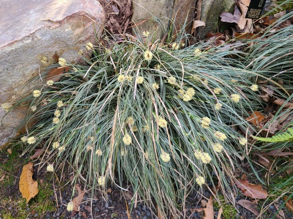 Image of Carex conica 'Hime' taken at Juniper Level Botanic Gdn, NC by JLBG