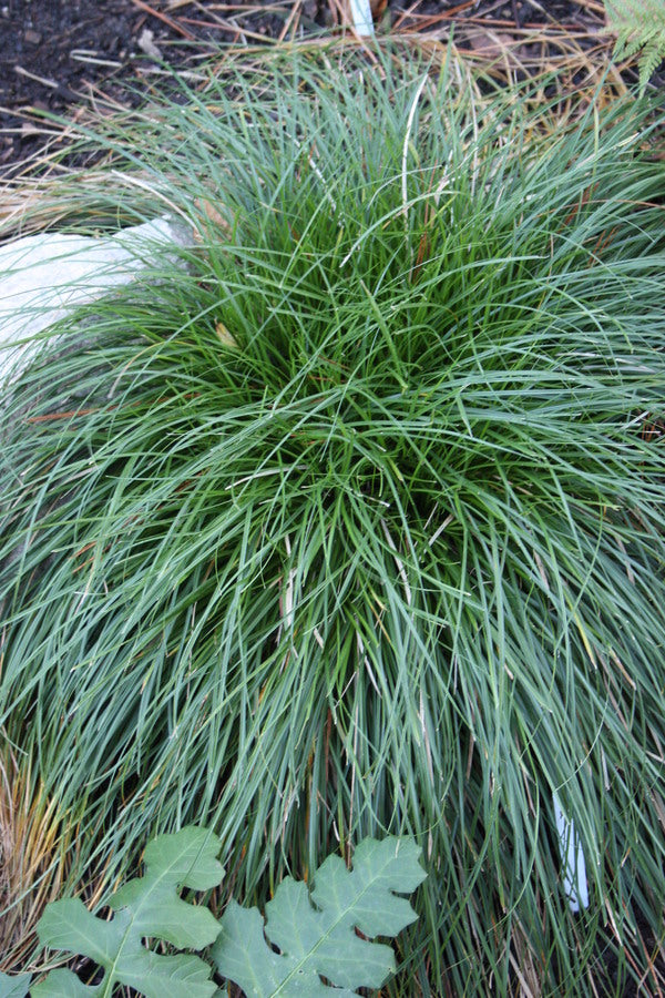 Image of Carex divulsa taken at Juniper Level Botanic Gdn, NC by JLBG