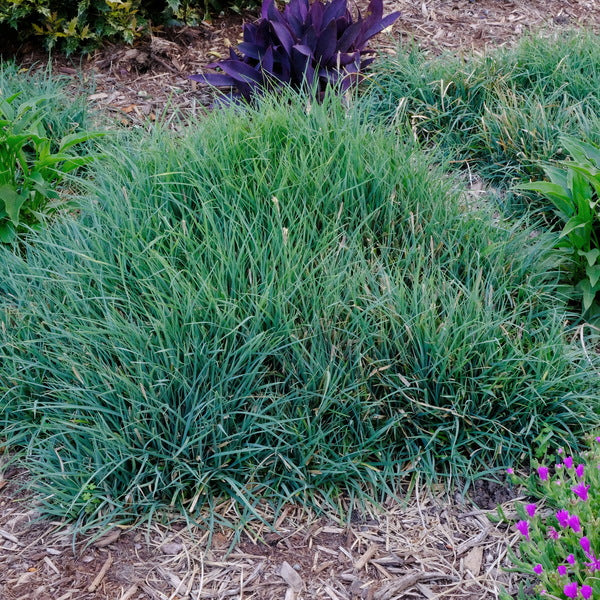 Image of Carex flacca 'Mini' taken at Juniper Level Botanic Gdn, NC by JLBG