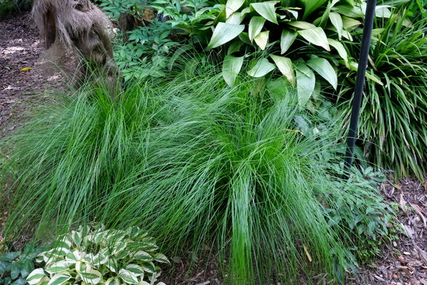 Image of Carex gentilis ssp. nakaharae 'Yushan' taken at Juniper Level Botanic Gdn, NC by JLBG