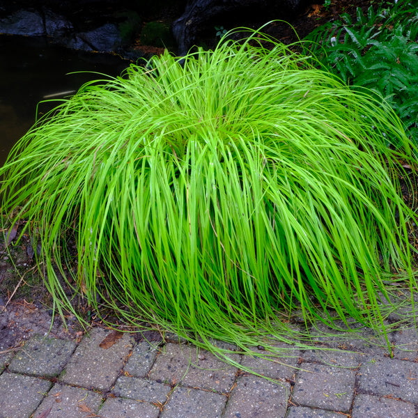 Image of Carex oshimensis 'Everillo' PP 21,002 taken at Juniper Level Botanic Gdn, NC by JLBG