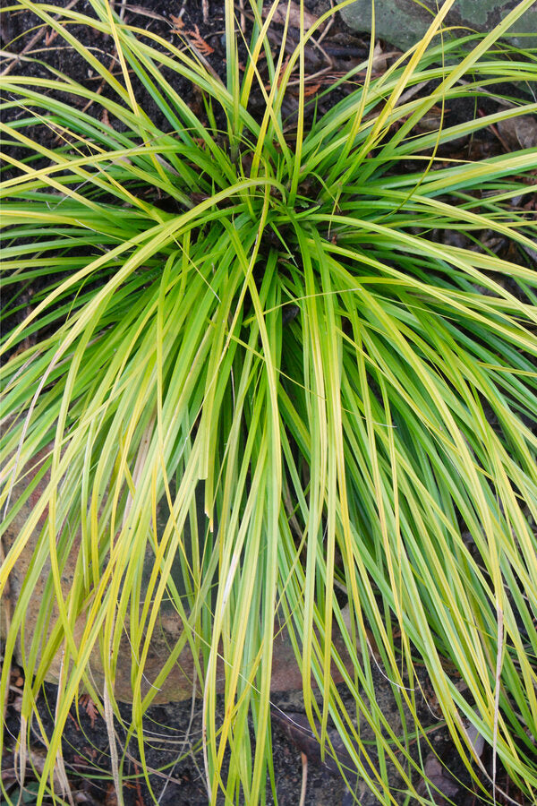 Image of Carex oshimensis 'Everillo' PP 21,002 taken at Juniper Level Botanic Garden, Raleigh NC by JLBG