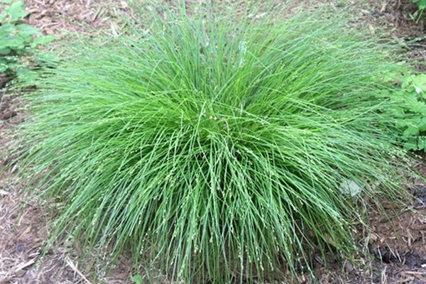Image of Carex radiata 'Halifax' taken at Juniper Level Botanic Gdn, NC by JLBG