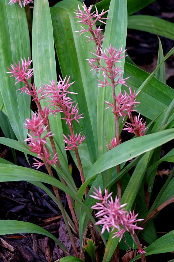 Image of Carex scaposa taken at Juniper Level Botanic Gdn, NC by JLBG