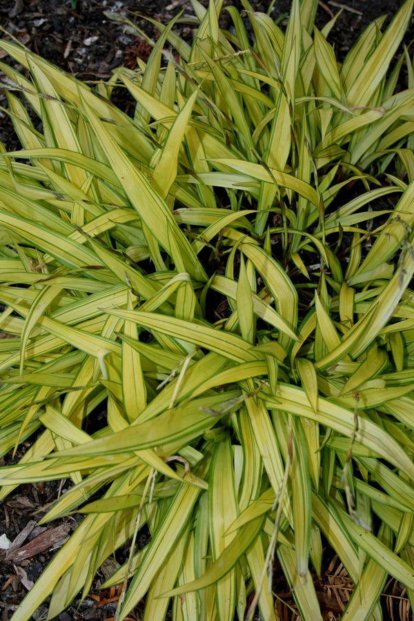 Image of Carex siderosticta 'Banana Boat' taken at Juniper Level Botanic Gdn, NC by JLBG