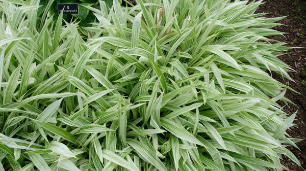 Image of Carex siderosticta 'Echigo Nishiki' taken at Walters Gardens, MI by JLBG