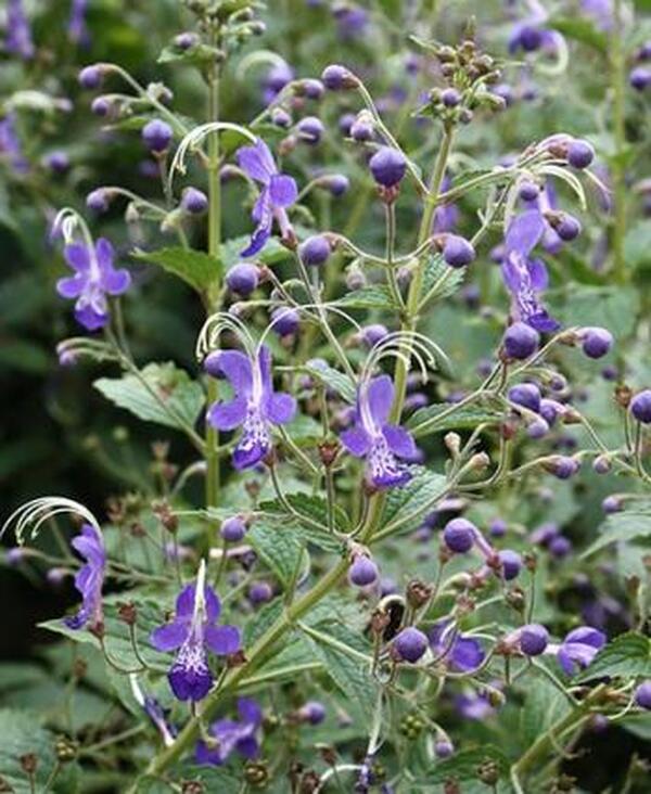 Image of Caryopteris divaricata 'Blue Butterflies' taken at Juniper Level Botanic Gdn, NC by JLBG