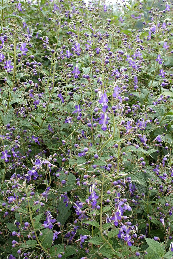 Image of Caryopteris divaricata 'Blue Butterflies' taken at Juniper Level Botanic Gdn, NC by JLBG