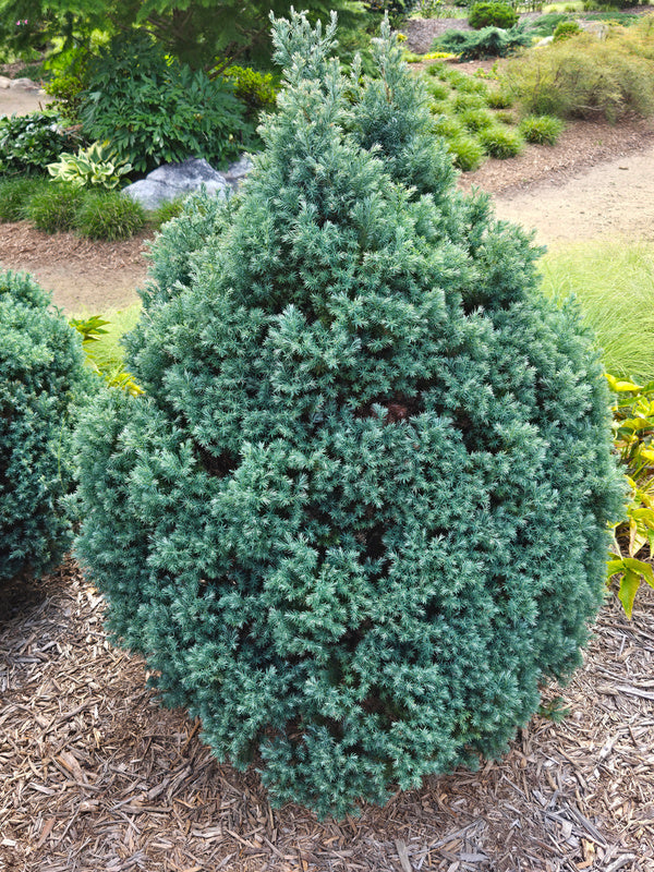 Image of Chamaecyparis pisifera 'Baby Blue Ice' taken at Juniper Level Botanic Gdn, NC by JLBG