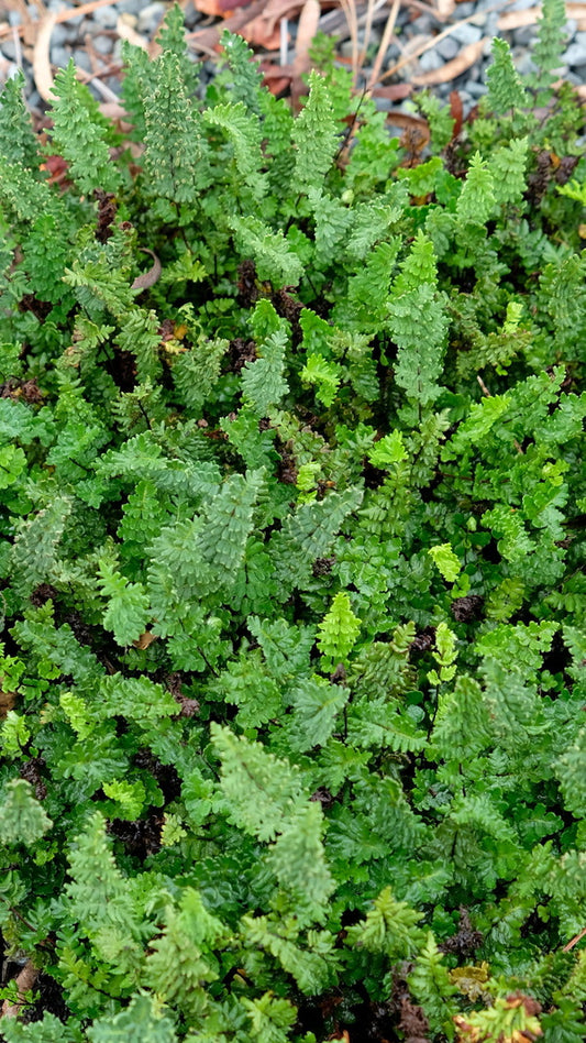 Image of Cheilanthes distans taken at Juniper Level Botanic Gdn, NC by JLBG