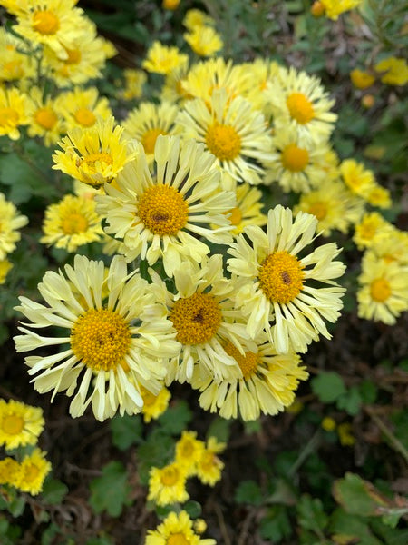 Image of Chrysanthemum 'Golden Snowflakes' taken at Juniper Level Botanic Garden, Raleigh NC by Lidia Churakova
