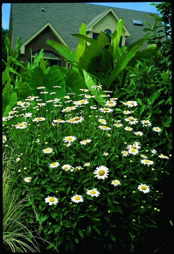 Image of Chrysanthemum leucanthemum 'Becky' taken at Juniper Level Botanic Gdn, NC by JLBG