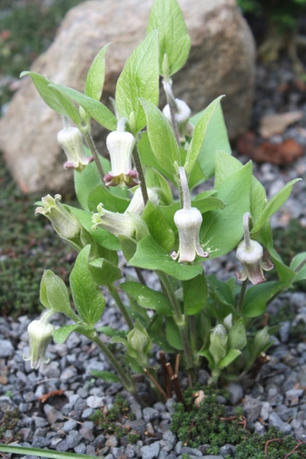 Image of Clematis viticaulis taken at Juniper Level Botanic Gdn, NC by JLBG