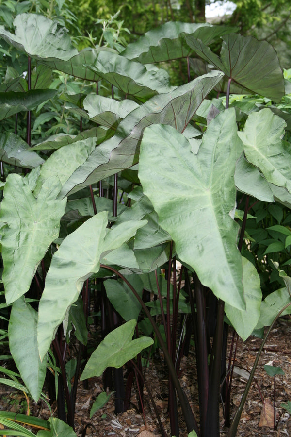 Image of Colocasia 'Blackwater' taken at Juniper Level Botanic Gdn, NC by JLBG