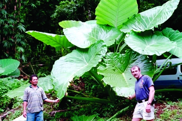 Image of Colocasia (Leucocasia) gigantea 'Thailand Giant' taken at In Situ, Thailand by P. Schmidt