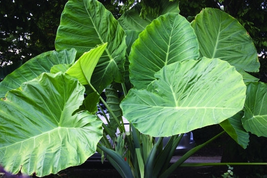 Image of Colocasia (Leucocasia) gigantea 'Thailand Giant' taken at Juniper Level Botanic Gdn, NC by JLBG