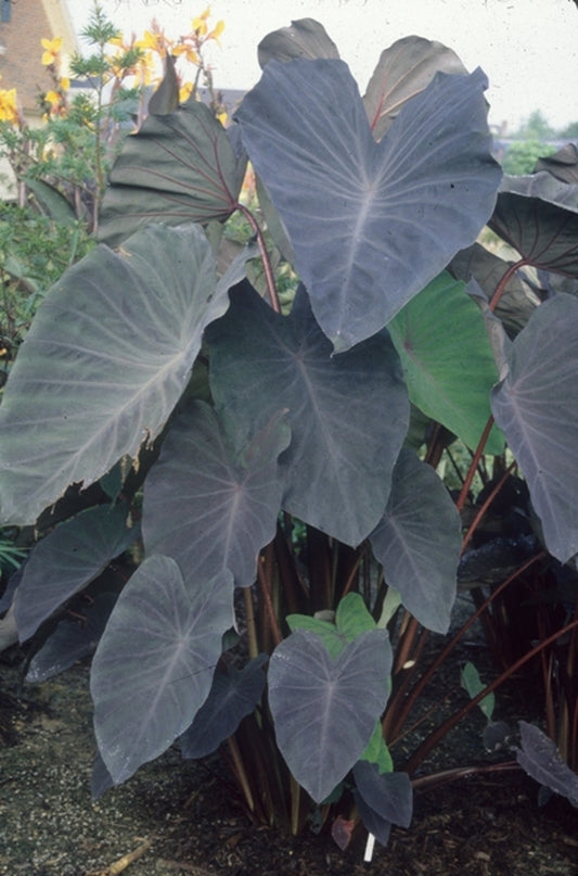 Image of Colocasia esculenta 'Black Magic' taken at Juniper Level Botanic Gdn, NC by JLBG