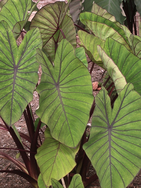 Image of Colocasia esculenta 'Blue Hawaii' PP 20,003 taken at Juniper Level Botanic Gdn, NC by JLBG