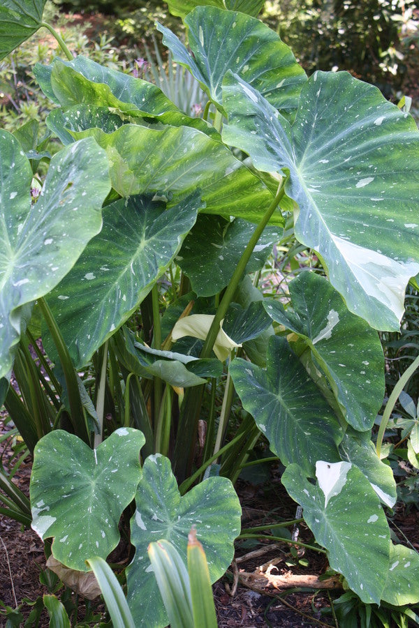 Image of Colocasia esculenta 'Elepaio' taken at Juniper Level Botanic Garden, Raleigh NC by JLBG