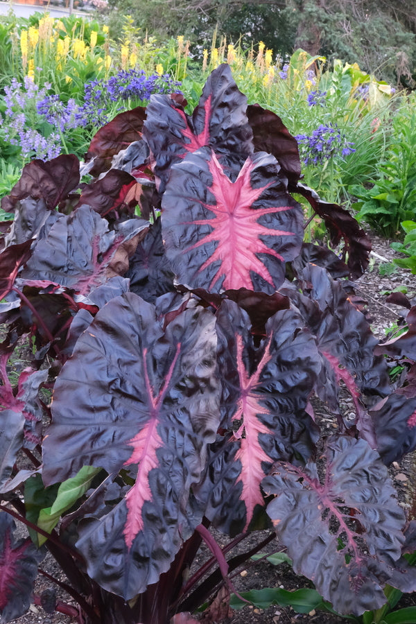 Image of Colocasia esculenta 'Redemption' PP 34,729 taken at Walters Gardens, MI by JLBG
