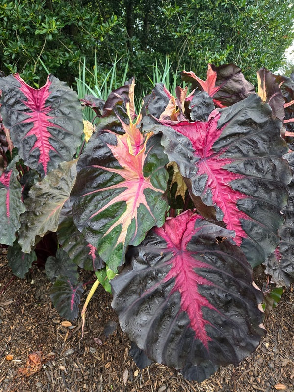 Image of Colocasia esculenta 'Redemption' PP 34,729 taken at Juniper Level Botanic Gdn, NC by JLBG