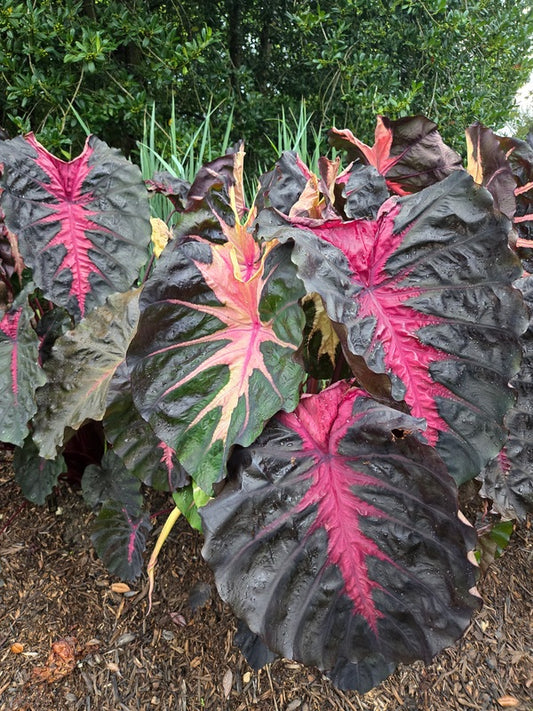 Image of Colocasia esculenta 'Redemption' PP 34,729 taken at Juniper Level Botanic Gdn, NC by JLBG