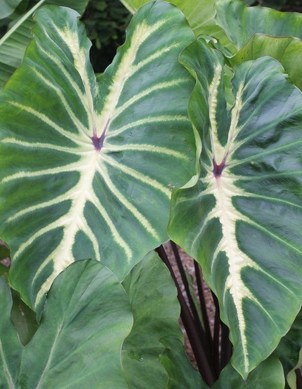 Image of Colocasia esculenta 'White Lava' PP 24,481 taken at Juniper Level Botanic Gdn, NC by JLBG