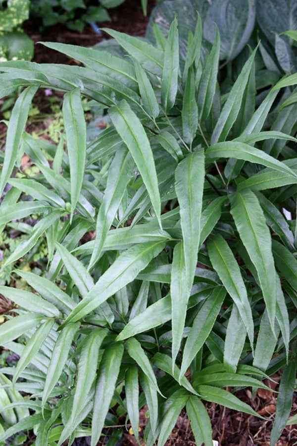 Image of Coniogramme japonica taken at Juniper Level Botanic Gdn, NC by JLBG