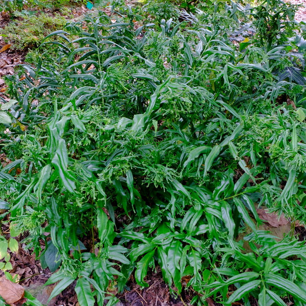 Image of Coniogramme jinggangshanensis 'Shishi' taken at Juniper Level Botanic Gdn, NC by JLBG