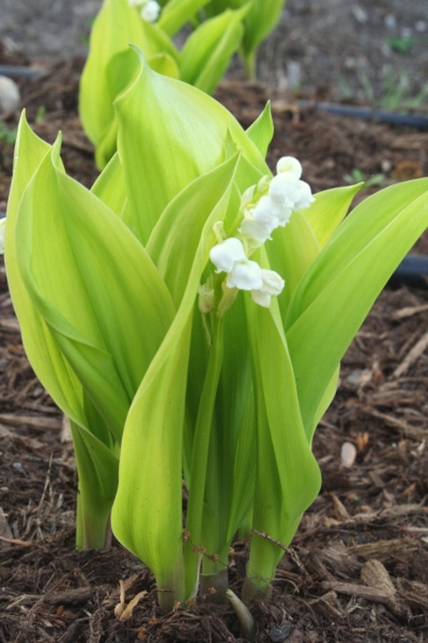 Image of Convallaria majalis 'Fernwood's Golden Slippers' taken at Juniper Level Botanic Gdn, NC by JLBG