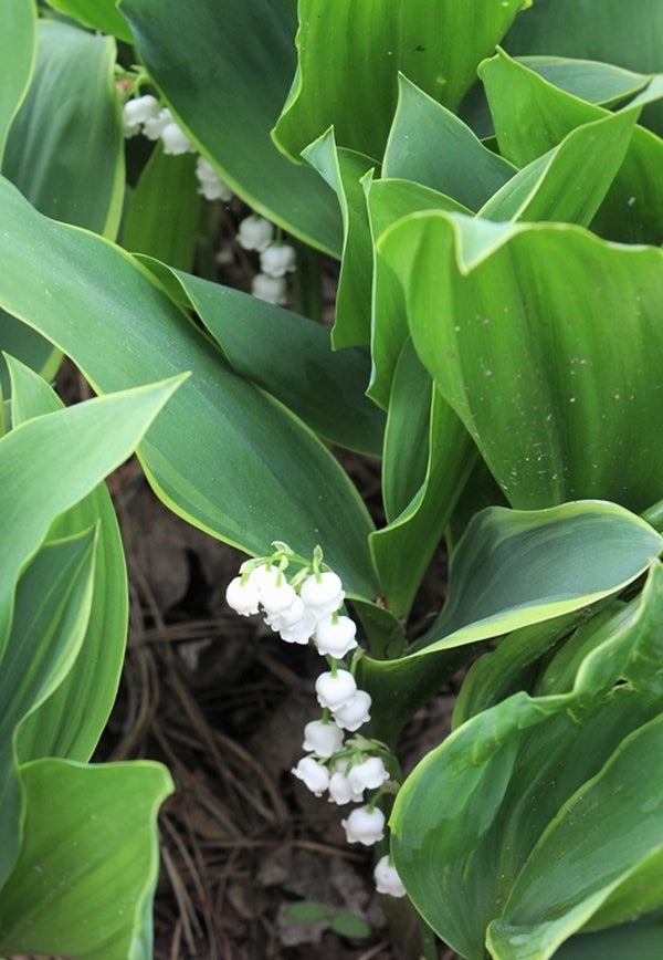 Image of Convallaria majalis 'Hardwick Hall' taken at Juniper Level Botanic Gdn, NC by JLBG