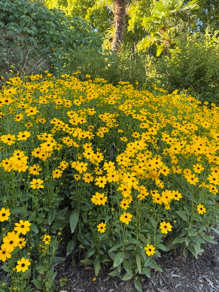 Image of Coreopsis palustris 'Summer Sunshine' taken at Juniper Level Botanic Garden, Raleigh NC by Lidia Churakova