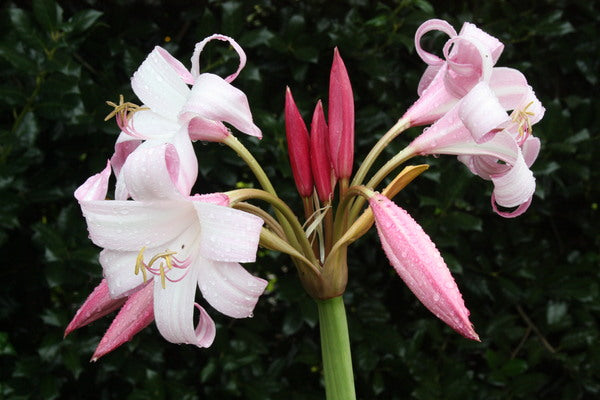 Image of Crinum 'Improved Peach Blow' taken at Juniper Level Botanic Gdn, NC by JLBG