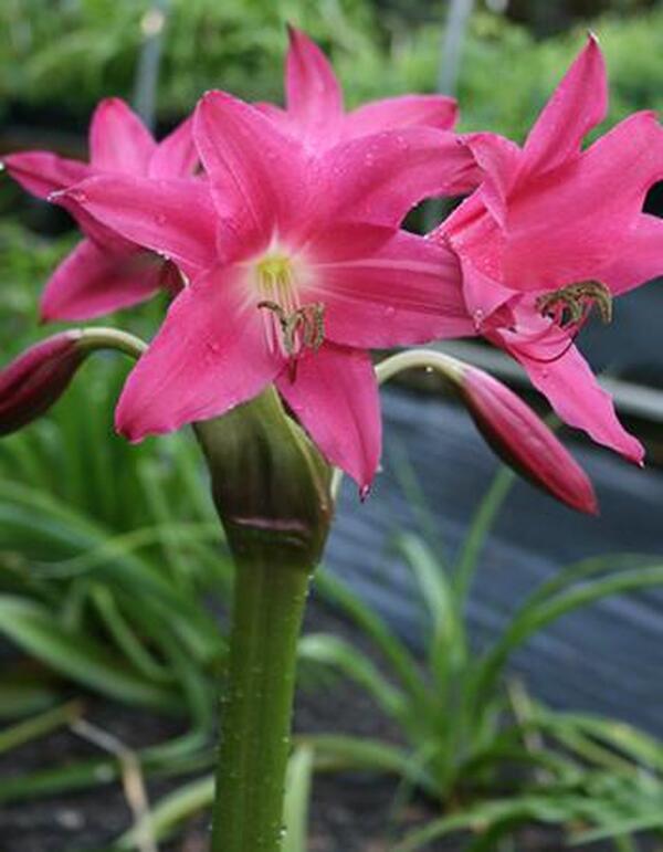 Image of Crinum 'Infusion' taken at Juniper Level Botanic Gdn, NC by JLBG