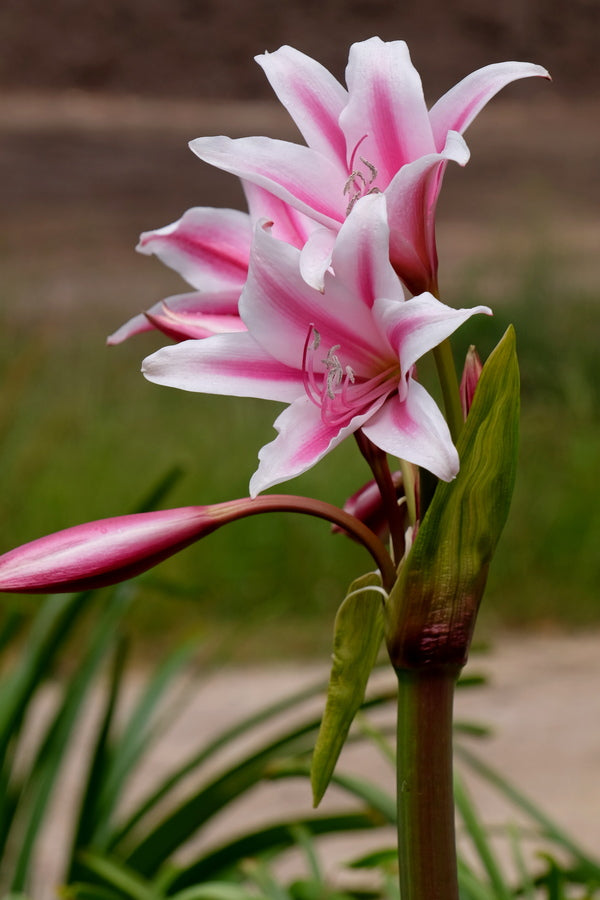 Image of Crinum 'Liberty Bells' taken at Juniper Level Botanic Gdn, NC