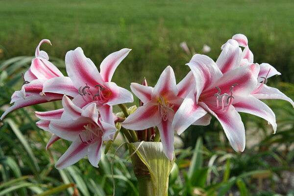 Image of Crinum 'Liberty Bells' taken at Juniper Level Botanic Gdn, NC by JLBG