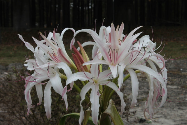 Image of Crinum 'Mosess' taken at Juniper Level Botanic Gdn, NC by JLBG