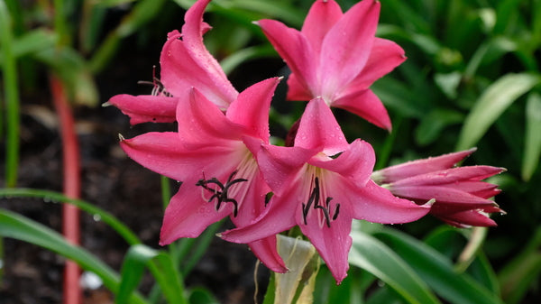 Image of Crinum 'Sunbonnet' taken at Juniper Level Botanic Gdn, NC by JLBG