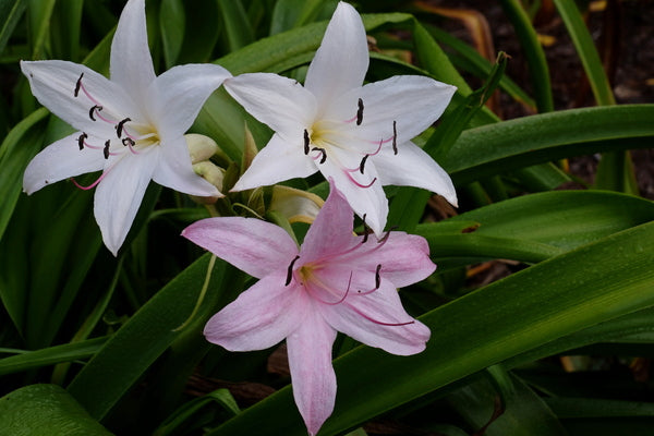 Image of Crinum 'Transformer' taken at Juniper Level Botanic Gdn, NC by JLBG