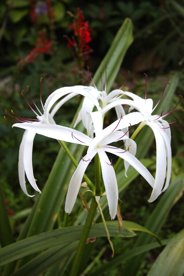 Image of Crinum americanum 'St. Marks' taken at Juniper Level Botanic Gdn, NC by JLBG