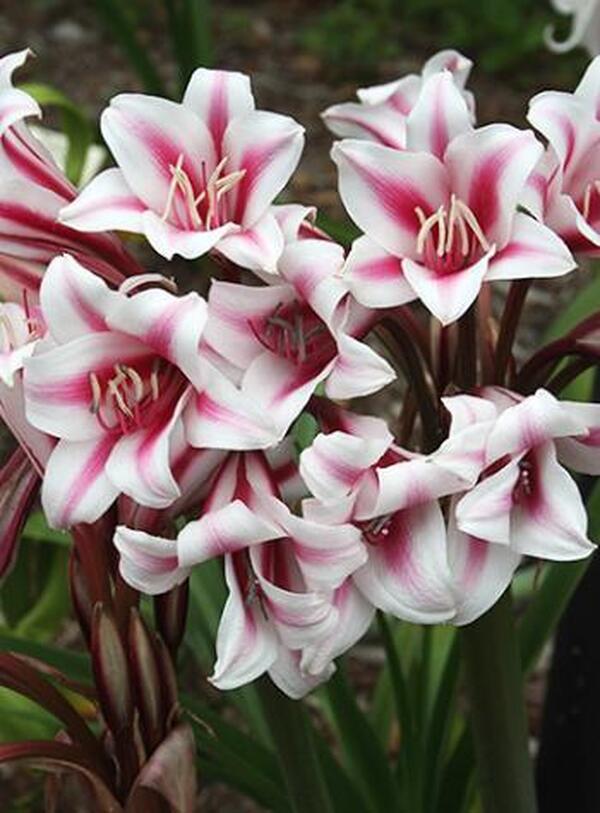 Image of Crinum x herbertii 'Schreck' taken at Juniper Level Botanic Gdn, NC by JLBG
