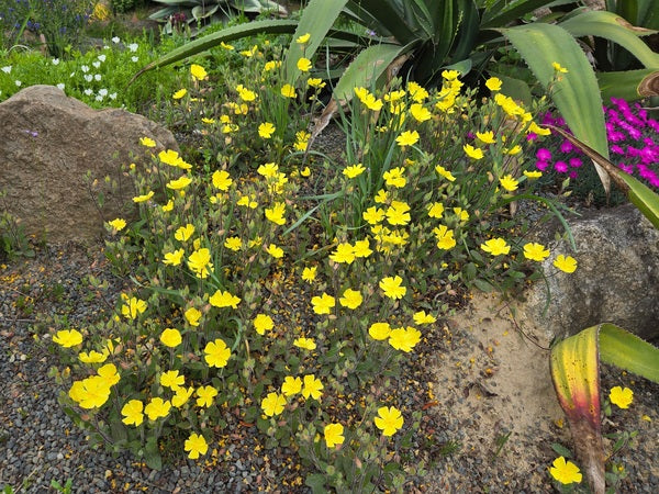 Image of Crocanthemum carolinianum 'Goldtender' taken at Juniper Level Botanic Gdn, NC by JLBG
