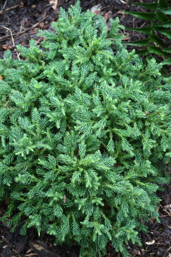 Image of Cryptomeria japonica 'Koshyi'