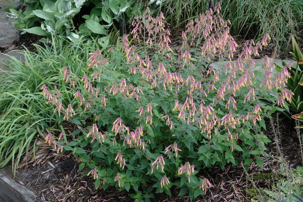 Image of Cuphea cyanea 'Ashevilla' taken at Juniper Level Botanic Gdn, NC by JLBG